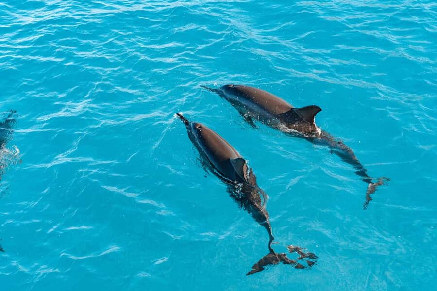 Swim with Wild Dolphins Oahu Speedboat Snorkeling Adventure! - Getting to Waianae: why the start matters more than you think