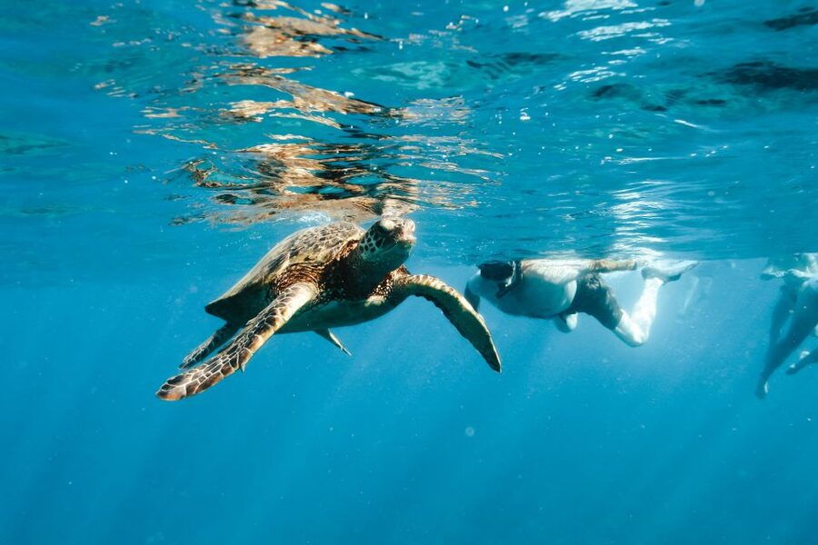 Swim with Wild Dolphins Oahu Speedboat Snorkeling Adventure! - Makaha reef snorkeling: turtles and fish, but treat it like a mission