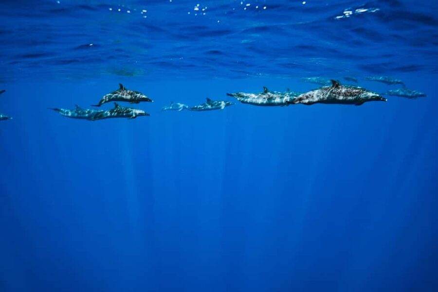 Swim with Wild Dolphins Oahu Speedboat Snorkeling Adventure! - Humpback whale season: your bonus window is November to March
