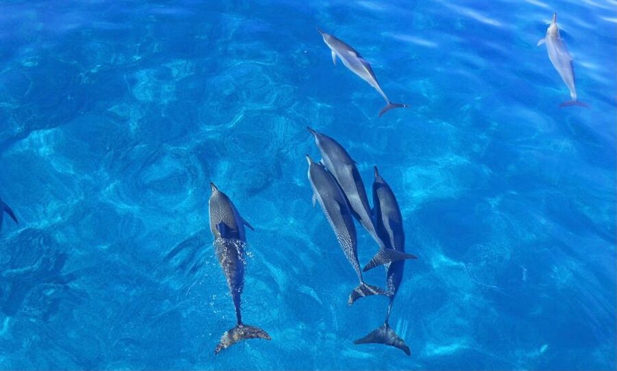 Swim with Wild Dolphins Oahu Speedboat Snorkeling Adventure! - Lunch, snacks, and the reality of a 3-hour day