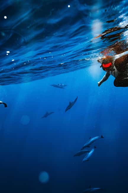 Swim with Wild Dolphins Oahu Speedboat Snorkeling Adventure! - Price and value: does $199 make sense for what you get?