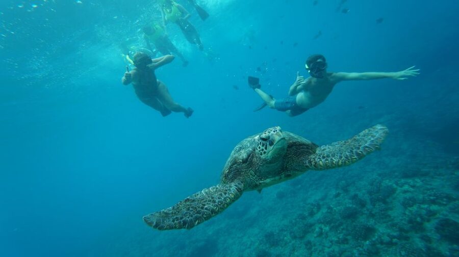 Swim with Wild Dolphins Oahu Speedboat Snorkeling Adventure! - The Dolphin Warrior speedboat: small, fast, and built for spotting wildlife