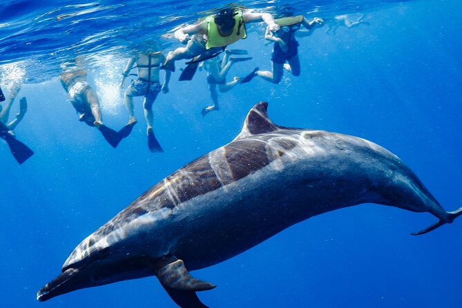 Swimming with Wild Dolphins Speedboat Adventure on Oahu - Key Things You’ll Love About This Dolphin Swim Speedboat