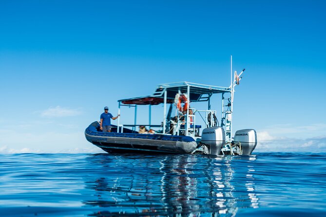 Swimming with Wild Dolphins Speedboat Adventure on Oahu - The Big Picture: What This Oahu Dolphin Swim Adventure Really Is