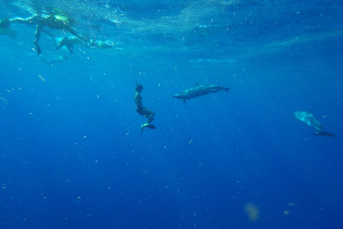 Swimming with Wild Dolphins Speedboat Adventure on Oahu - Snorkeling with Turtles: Reef Time Along Oahu’s West Side