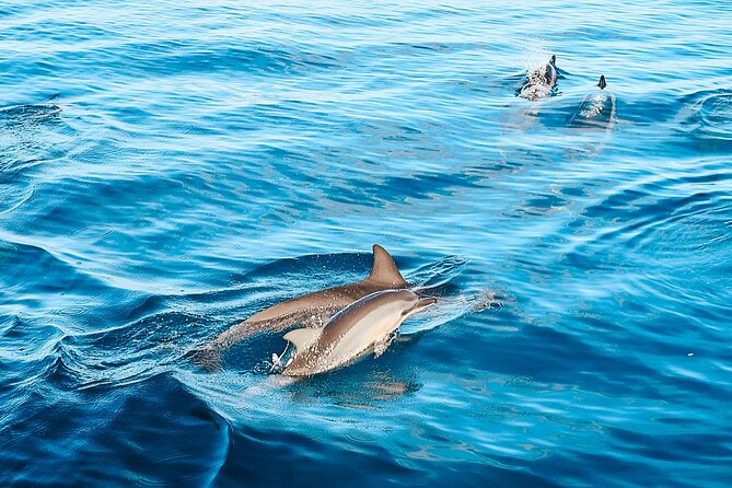 Swimming with Wild Dolphins Speedboat Adventure on Oahu - Whale Spotting Is Seasonal, and That’s Part of The Fun