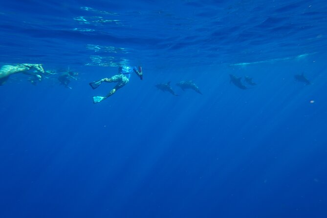 Swimming with Wild Dolphins Speedboat Adventure on Oahu - Price and Value: Is $199 Worth It?