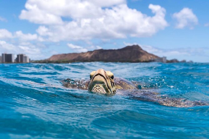 Turtle Canyon Snorkel Adventure - Small Group 6 Passengers - Who should book this small group Turtle Canyon tour