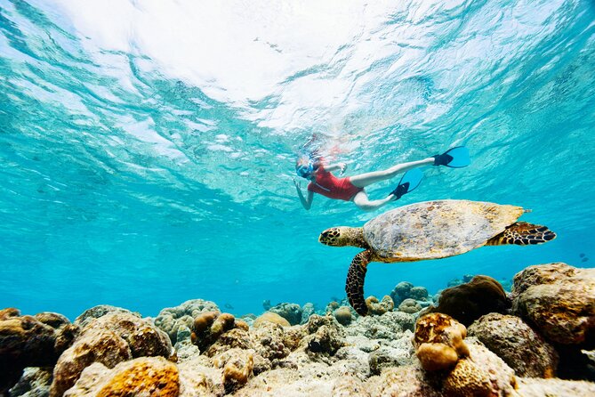 Turtle Canyon Snorkel Adventure - Small Group 6 Passengers - Price and value: is $105 per person a fair deal?