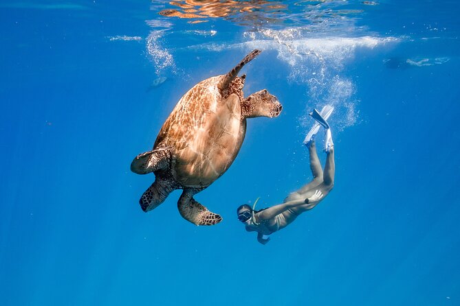Turtle Canyon Snorkel: Semi Private Boat Tour - Quick hits on Turtle Canyon snorkel (semi-private, 6 people)