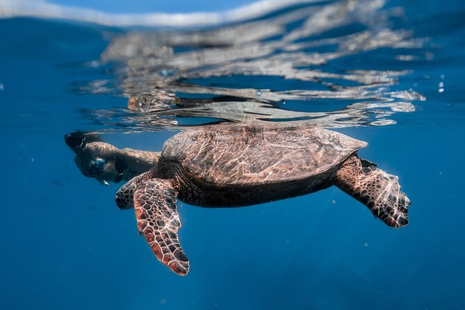 Turtle Canyon Snorkel: Semi Private Boat Tour - Semi-private feels real because the boat stays small