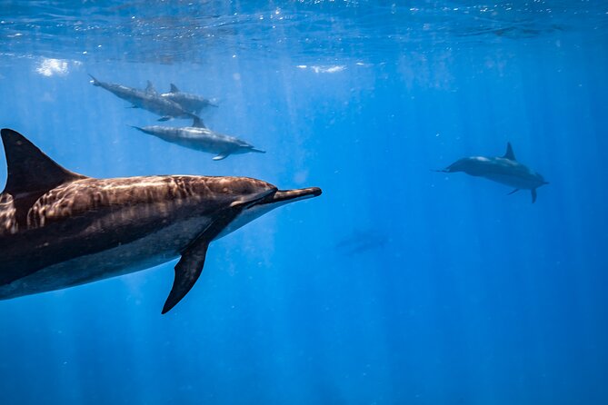 Turtle Canyon Snorkel: Semi Private Boat Tour - Gear, comfort, and who should book based on swim level