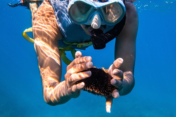 Turtle Canyon Snorkel: Semi Private Boat Tour - Price and value at $109, plus the crowd reality and best timing
