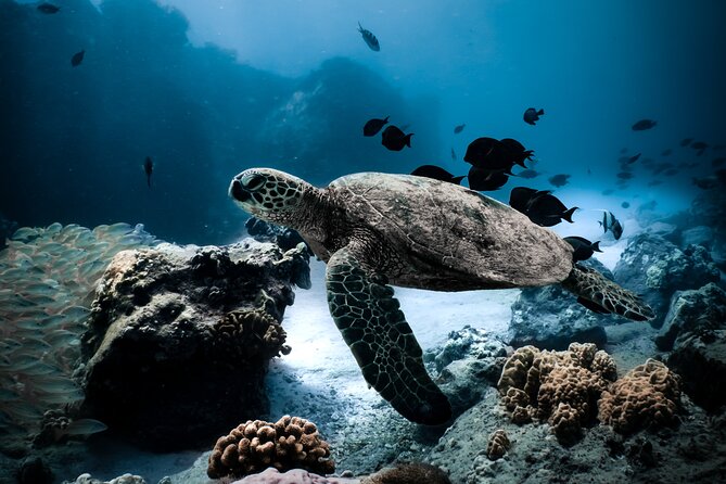 Turtle Canyon Snorkel Tour - Semi-private: 6 passenger max - Turtle Canyon Snorkeling Off Waikiki, Without the Chaos