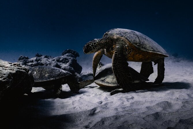 Turtle Canyon Snorkel Tour - Semi-private: 6 passenger max - What to Bring, What to Skip, and How to Have an Easier Time