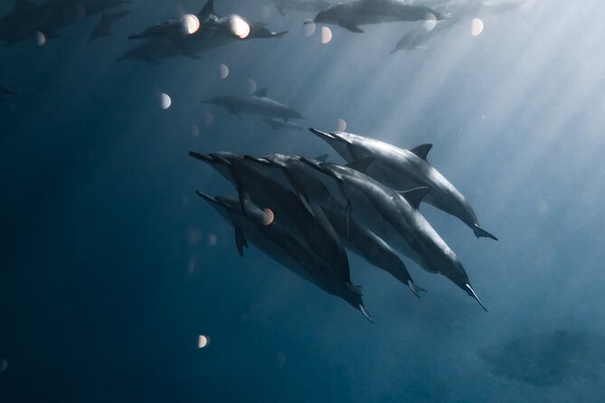 Turtle Canyon Snorkel Tour - Semi-private: 6 passenger max - Stop 1 at Diamond Head: Safety Coaching With a Famous View