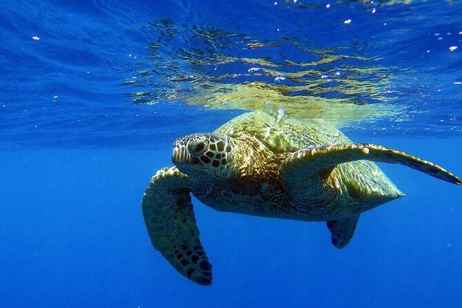 Turtle Canyon Waikiki Snorkel Adventure - Turtle Canyon and Waikiki reefs, in plain terms