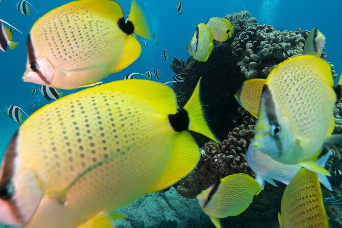 Turtle Canyon Waikiki Snorkel Adventure - The 10:30 am start, where to meet, and how to avoid stress