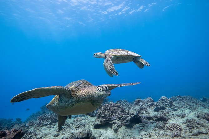 Turtle Canyon Waikiki Snorkel Adventure - Gear, wetsuits, and comfort you’ll feel in minutes