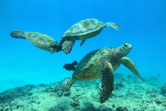 Turtle Canyon Waikiki Snorkel Adventure - How the trip flows: multiple sites plus a surface interval