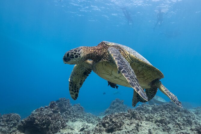 Turtle Canyon Waikiki Snorkel Adventure - Value check: what $141.10 buys you in real life