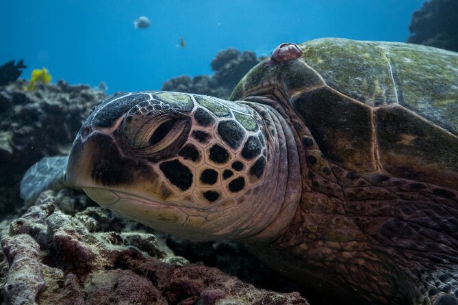 Turtle Canyon Waikiki Snorkel Adventure - What marine life you can realistically expect