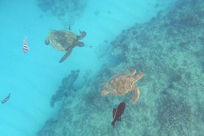 Turtle Snorkeling and Dole Plantation Guided Tour In Oahu - Key highlights you will feel on the day