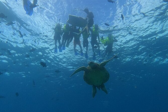 Turtle Snorkeling and Dole Plantation Guided Tour In Oahu - Getting to the day: 7:00 am pickup and how the 9 hours actually feel