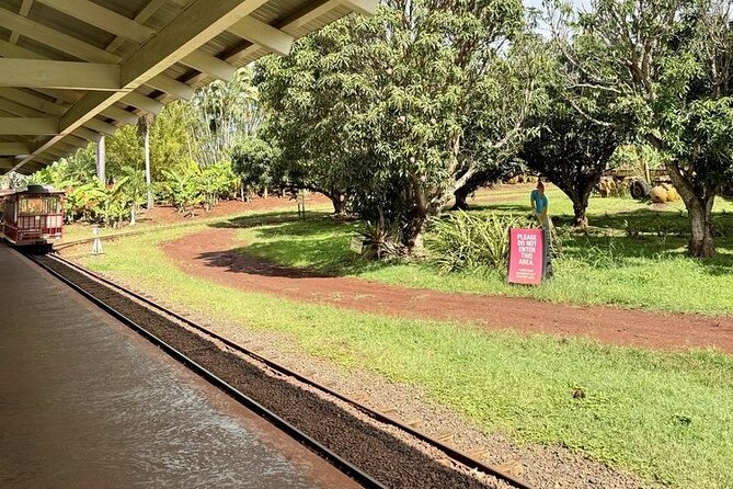Turtle Snorkeling and Dole Plantation Guided Tour In Oahu - Service, guide energy, and how reviews translate into your day