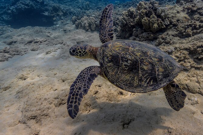 Two Tank Wreck and Drift Dive in Oahu - A 7:30am start that pays off in calmer water