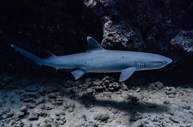Two Tank Wreck and Drift Dive in Oahu - Gear, snacks, and what you need to bring yourself