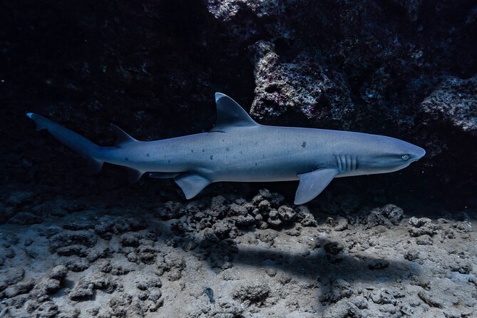 Two Tank Wreck and Drift Dive in Oahu - Who should book this, and who might skip it