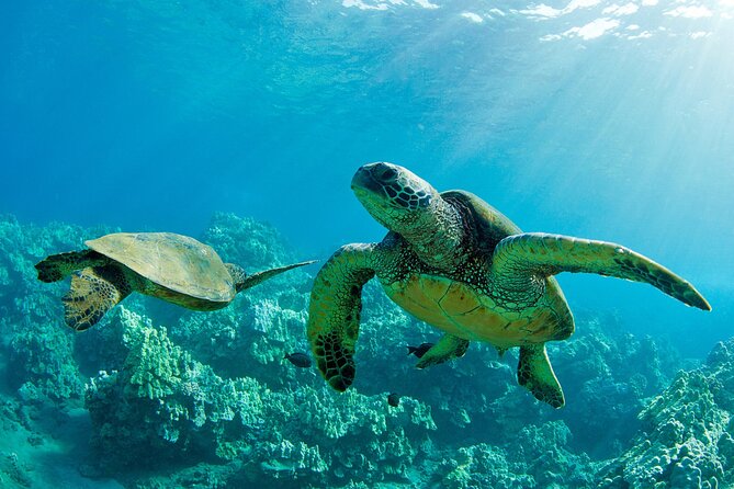 Ultimate North Shore Adventure: Full-Day Hawaiian Experience - Quick hits for your North Shore day