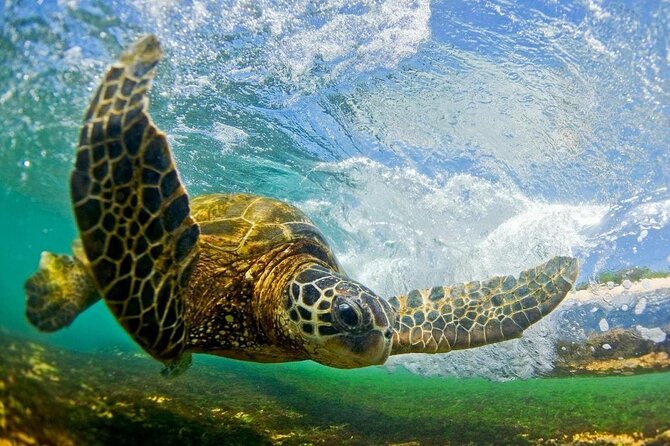 Ultimate North Shore Adventure: Full-Day Hawaiian Experience - Kawela Bay Beach: a turtle-focused break from the usual tour pattern
