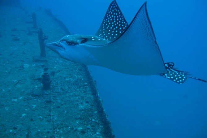 Waikiki 2 Tank World Class Wreck SCUBA Diving - Certified Only - Gear, snacks, and the stuff you should plan for