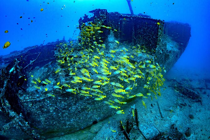 Waikiki: Atlantis Submarine Adventure - What you actually see underwater: coral, turtles, and the built reef world