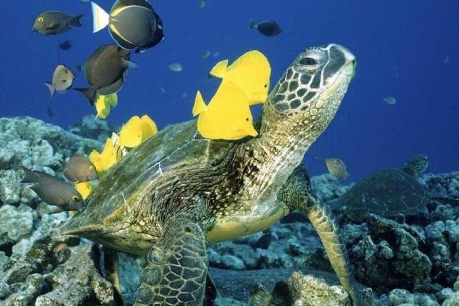 Waikiki Beach: Turtle Snorkeling and Sailing on Hāwea - Waikiki Turtle Snorkeling on Hāwea: The real vibe