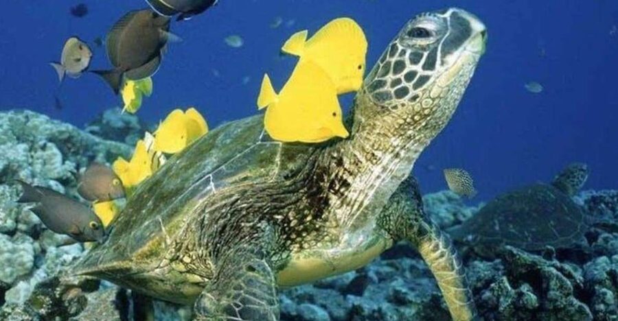 Waikiki Beach: Turtle Snorkeling and Sailing on Hāwea - Turtle Canyon snorkeling: how the crew helps you see the turtles