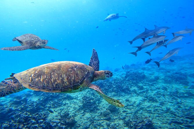 Waikiki Catamaran Escape: Snorkel with Turtles & Water Sports Fun - Who should book this Waikiki catamaran escape