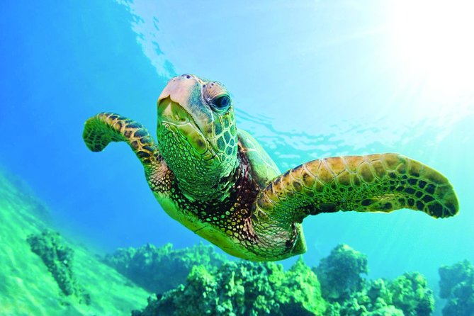 Waikiki Catamaran Snorkel Sail with Lunch: Turtles Guaranteed - Turtle Canyon: why this snorkeling stop is different