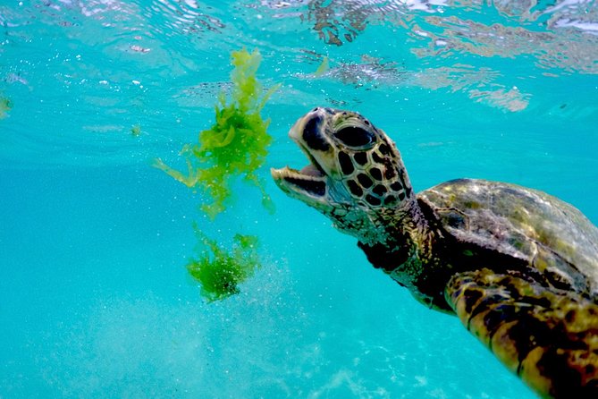 Waikiki Catamaran Snorkel Sail with Lunch: Turtles Guaranteed - Lunch and drinks: the midday option is the real deal
