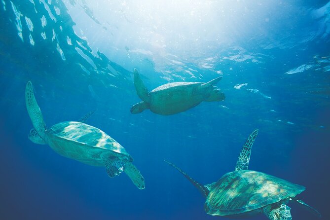 Waikiki Catamaran Snorkel Sail with Lunch: Turtles Guaranteed - The turtle guarantee: how it reduces your risk