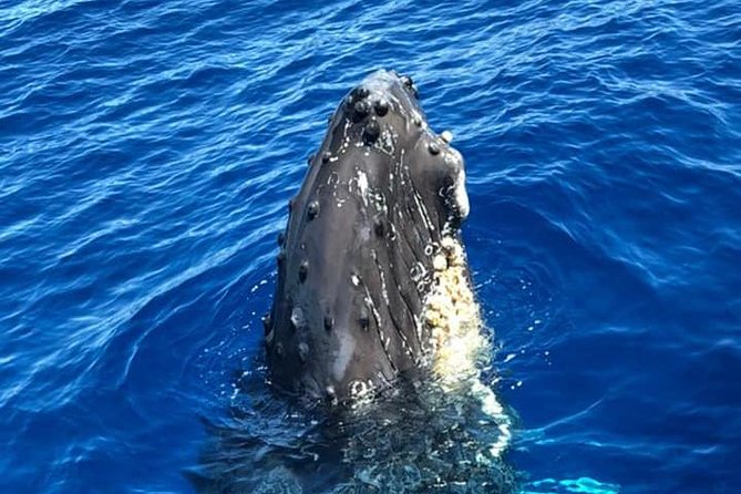 Waikiki Deluxe Catamaran Whale Watch - Stop 1: Kewalo Basin, the boarding hub where the day starts