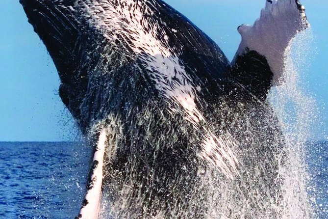 Waikiki Deluxe Catamaran Whale Watch - Crew style, narration, and the names you might hear