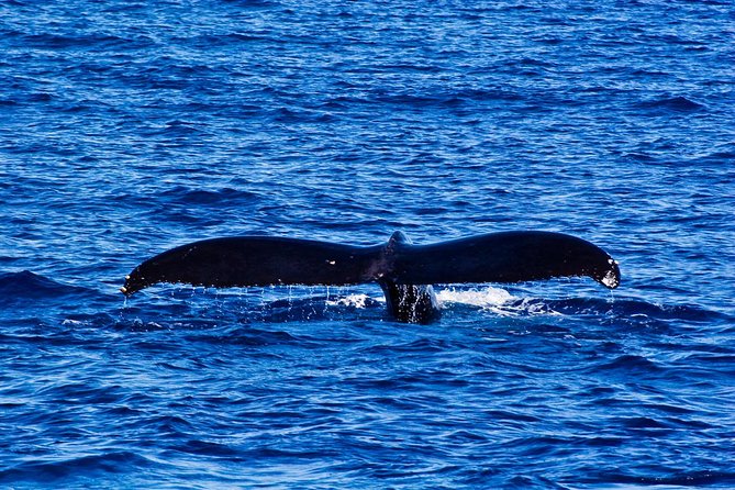 Waikiki Deluxe Catamaran Whale Watch - Comfort and seasickness reality check