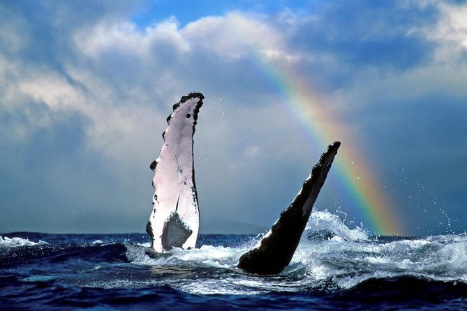 Waikiki Deluxe Catamaran Whale Watch - The biggest perk: guaranteed sightings, plus a re-ride option