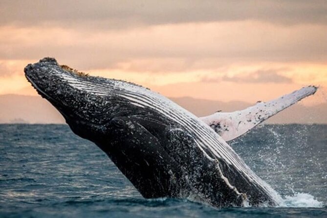 Waikiki Glass Bottom Boat Sunset Cruise - What to bring: BYOB, snacks, and simple planning