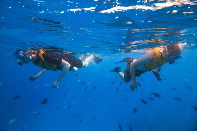 Waikiki, Hawaii: Deluxe Snorkel and Wildlife Cruise - Getting Set Up At Living Ocean Tours Near Ala Moana
