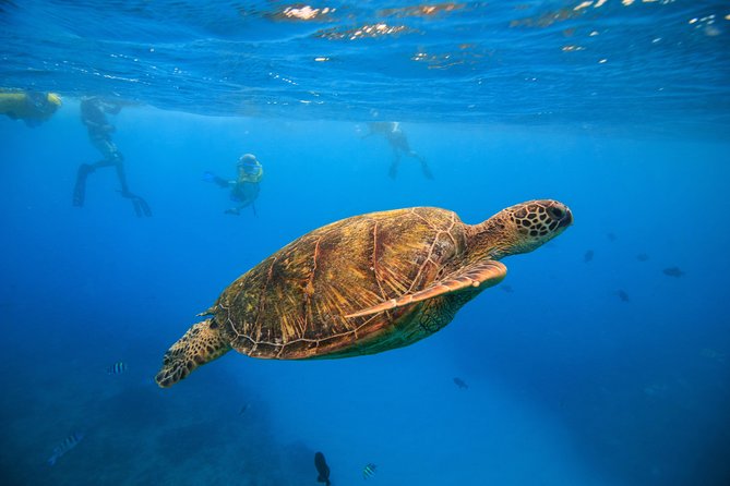 Waikiki, Hawaii: Turtle Canyon Snorkel Excursion - Key Things I’d Book for