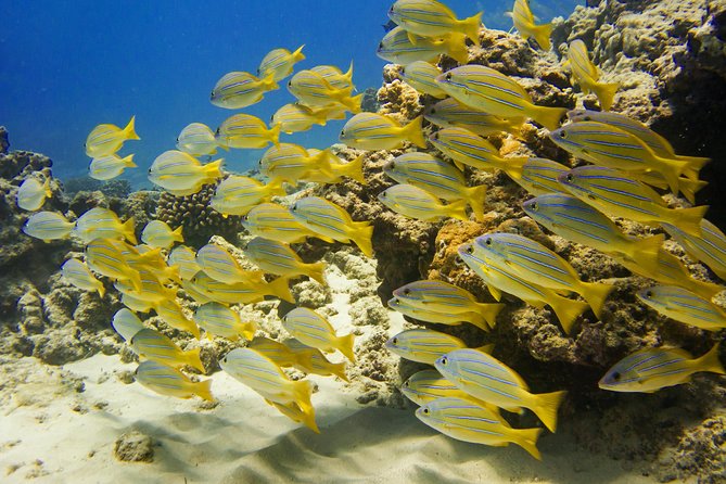 Waikiki, Hawaii: Turtle Canyon Snorkel Excursion - Turtle Canyon Underwater: Turtles, Reef Fish, and What Real Time Feels Like